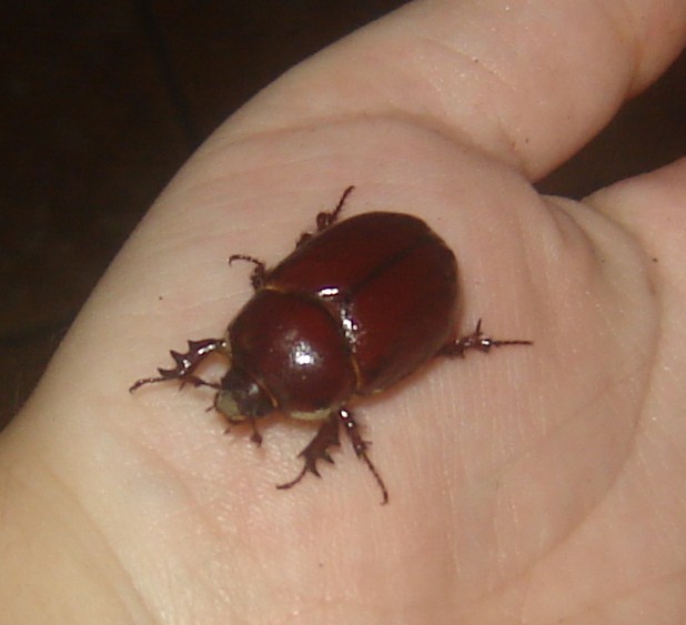 Ditemi che non ho fatto quello che penso (Phyllognathus sp.)